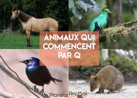 animal qui commence par a